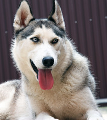 The dog is smiling. Husky breed. Pet.