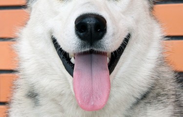 Dog and good mood. Dreams of a pet. Positive