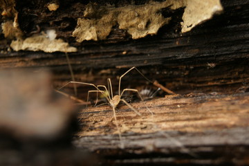 Fototapeta na wymiar araña patas largas, opilium