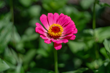 Obraz premium One pink zinnia flower (Zinnia elegans, Common Zinnia) in garden against blurry green plant background.