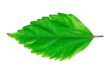 Obraz premium Leaves green isolated on a white background with clipping Path