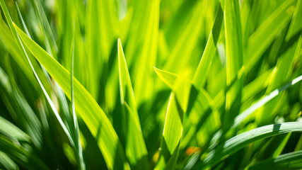 Green leaves floral background. Abstract nature background