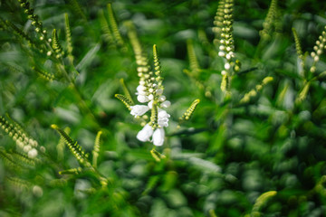 Melilotus albus flowers plant background