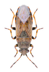Heterogaster artemisiae is a species of seed bug belonging to the family Heterogastridae. Dorsal view of seed bug Heterogaster artemisiae isolated on white background.