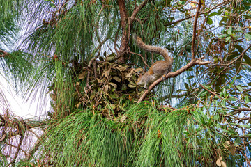 An Eastern gray squirrel (Sciurus carolinensis) constructs a drey nest in a South Florida slash pine (Pinus elliottii densa) - Pine Island Ridge Natural Area, Davie, Florida, USA