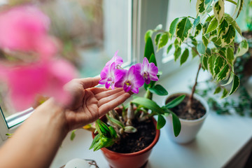 Dendrobium orchid. Woman taking care of home plants . Close-up of female hands holding violet...