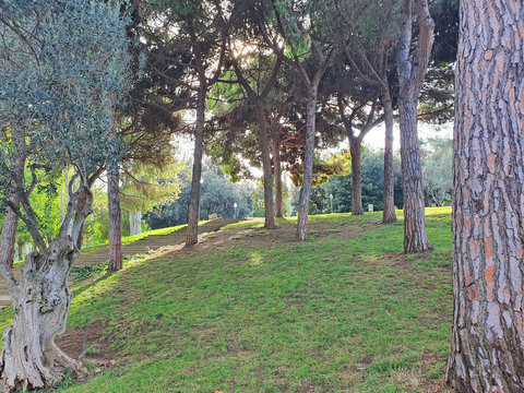 Uphill stairs in green garden