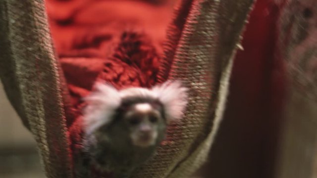 Common marmoset Callithrix jacchus is New World monkey. It originally lived on northeastern coast of Brazil, in states of Piaui, Paraiba, Ceara, Rio Grande do Norte, Pernambuco, Alagoas and Bahia.