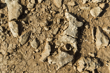 Coral stone with an imprint of ancient plant on dry, cracked earth.
