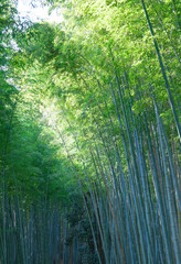 Obraz premium Japanese bamboo forest in Arashiyama close to Kyoto