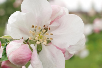 Spring, May. Apple tree flower close up