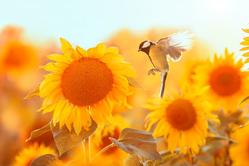 bird tit flies to a bright yellow sunflower on a Sunny clear field