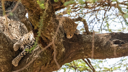 Big wild leopard sleeping on a tree in Africa