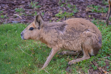 Patagonian mara (Dolichotis patagonum), a relatively large rodent found in open and semiopen habitats in Argentina