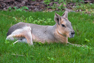 Naklejka na ściany i meble Patagonian mara (Dolichotis patagonum), a relatively large rodent found in open and semiopen habitats in Argentina