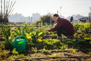 Young woman gardening in urban garden