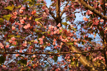 Cherry tree branch with cute pink sakura blossoms and some green leaves. Photographed during a sunny spring afternoon in Helsinki, Finland. Beautiful Japanese traditional flowers bringing a lot of joy