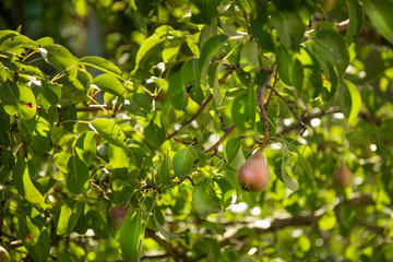 Some green pears with leafs on the branch