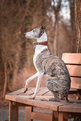 Female of whippet is sitting on bench. She has an order and she waiting for tidbit.