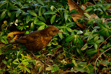 pretty female blackbird looking for food