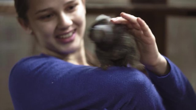 Common marmoset Callithrix jacchus is New World monkey. It originally lived on northeastern coast of Brazil, in states of Piaui, Paraiba, Ceara, Rio Grande do Norte, Pernambuco, Alagoas and Bahia.