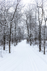 Path in winter forest