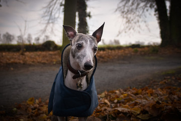 Autumn portrait of female whippet. She is so cute and happy outside.
