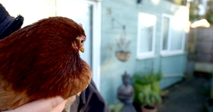 Farmer Holding Chicken Animal Rights Vegan Veganism Farming Production Farm Bantam Garden Colourful Nature Animal Agriculture Eggs Husbandry Domestication Pets
