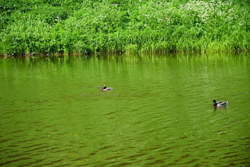 ducks in the pond