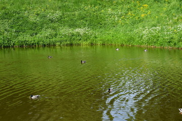 ducks in the pond