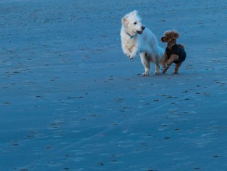 Hunde spielen am Strand 