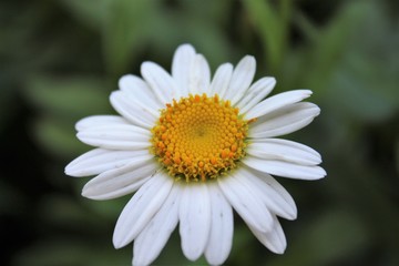 closeup of a daisy