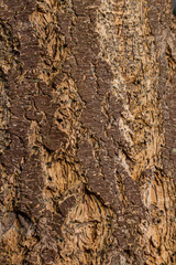 Forêt