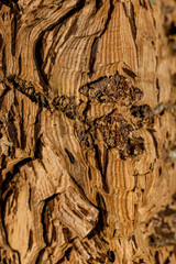 Forêt