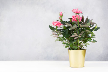 A pot of pink roses on a white table and gray wall background.