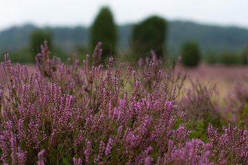 Obraz premium closeup of heath plants (Calluna Vulgaris) with juniper trees blurred in the Background in the Lüneburger Heide near Bispingen, Germany