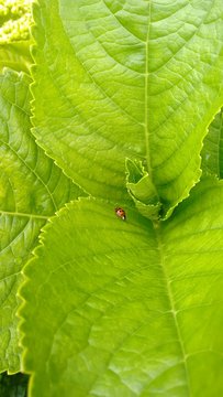 green leaf with drops of water