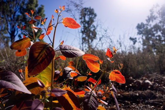 Bright New Growth On Gum Tree After Fire.