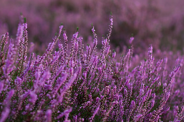 Obraz premium Closeup of a heath plant (calluna vulgaris) in full blossom with more plants blurred in the background