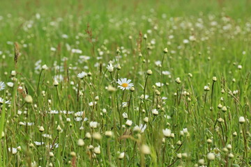 Daisy field in the sunny summer day.