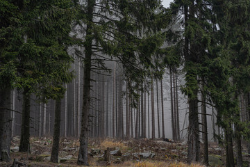 Nebel im Wald 1