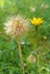 dandelion on background of green grass