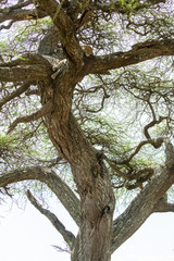 Fototapeta na wymiar Big wild leopard sleeping on a tree in Africa, beautiful foliage