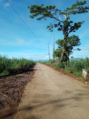 road to sea