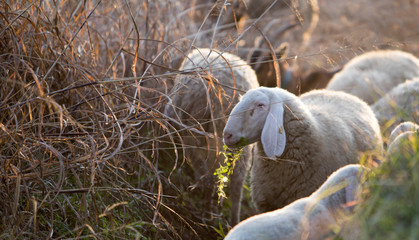 pecore si stanno nutrendo
