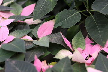 green-pink background from living leaves