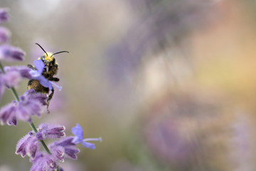 Bumblebee covered in mites on lavender flower
