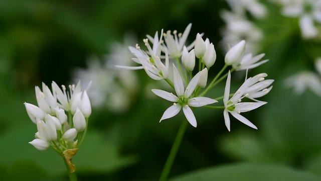 Ramsons / buckrams / wild garlic / broad-leaved garlic / wood garlic (Allium ursinum) in flower in forest in spring
