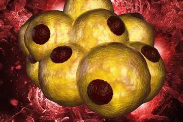 Adipocyte Human Fat Cells 3D Illustration - obrazy, fototapety, plakaty