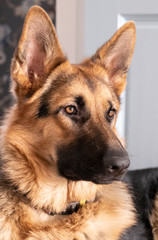 Brown and yellow German Shepherd Dog Close Up Portrait